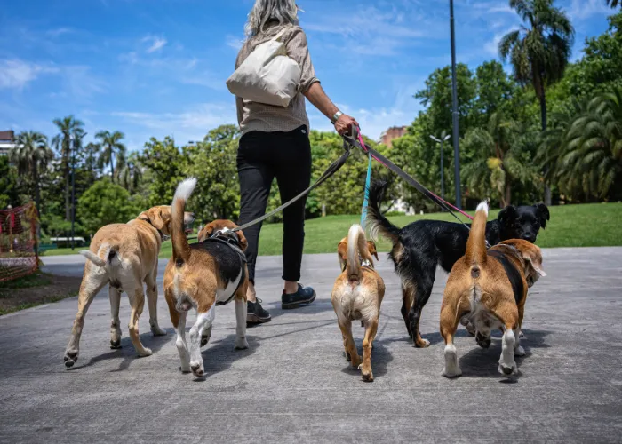 Pet-sitting and dog walking to Make Money in Australia