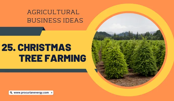 Christmas Tree farming Agricultural Business Ideas 