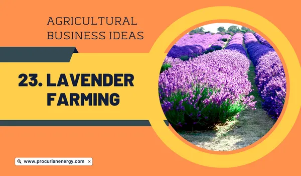 Lavender farming Agricultural Business Ideas 