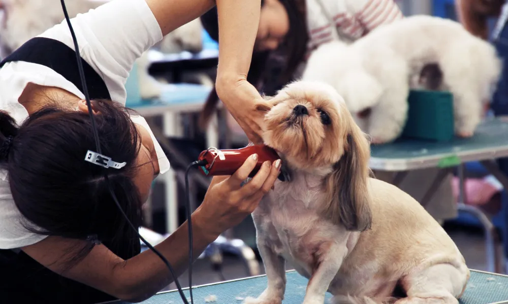 Pet grooming Business to Start in Texas